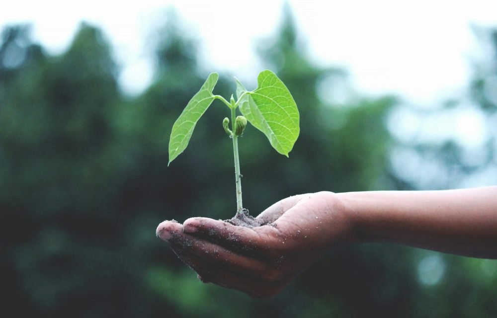 A young sapling held in hands symbolizes growth and sustainability.